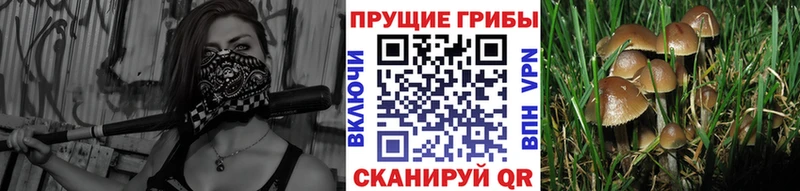 Галлюциногенные грибы прущие грибы Щёлкино